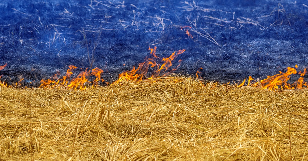 image of blue and yellow grass burning