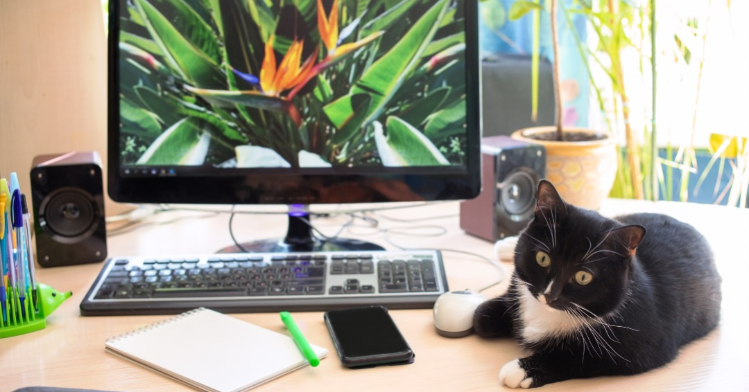 remote workstation with bird of paradise image on monitor and a black and white cat on the desk